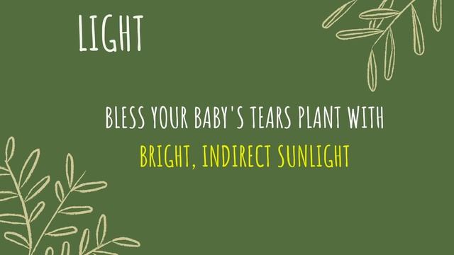 Baby's Tears (Soleirolia soleirolii) Best Care Tips смотреть онлайн