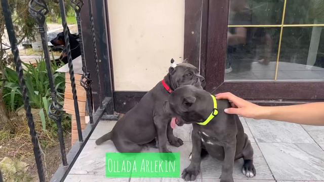 Две великолепные красотки из У - помета. Возраст на видео 2,5 месяца. смотреть онлайн