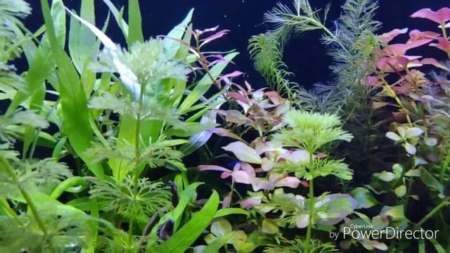 Растительный аквариум с родостомусами и красными неонами смотреть онлайн