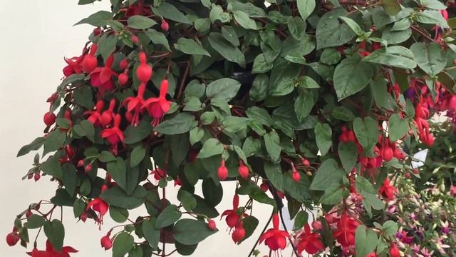 Marinka - Fuchsia