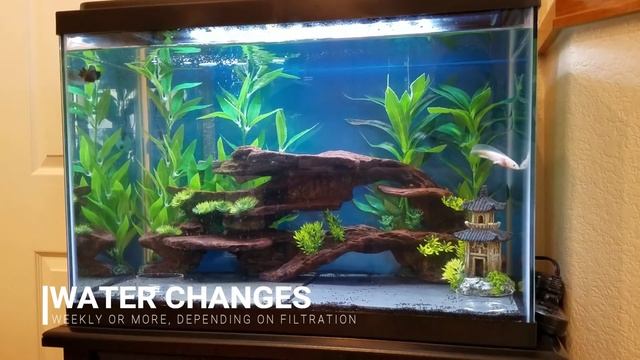 AXOLOTL CARE GUIDE | Housing, Feeding, & Tank Mates | Ambystoma mexicanum смотреть онлайн