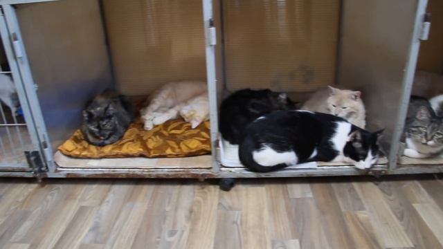 Сделай доброе дело, возьми кошку в приюте! смотреть онлайн