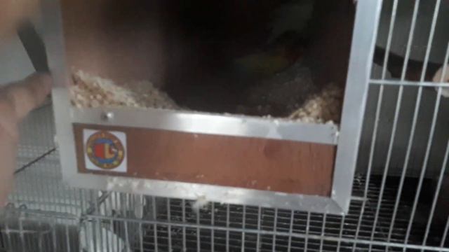 My Cockatiel and African Lovebirds Aviary смотреть онлайн