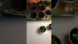 Барвинок из семян.