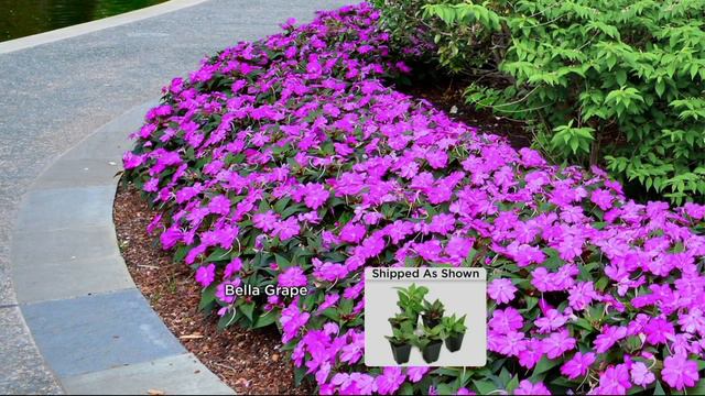 Cottage Farms 6-pc Bahama Mama Tango SunPatiens Collection on QVC смотреть онлайн