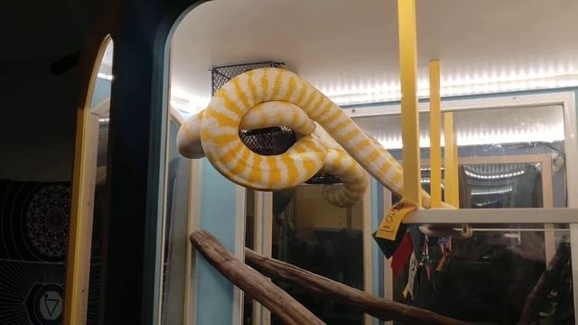 Ninja warrior training snake смотреть онлайн