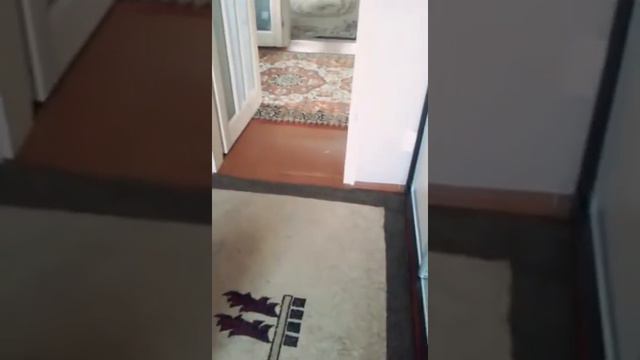 Послушный стафф.Амстафф.Amstaff смотреть онлайн