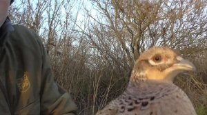 ТОП Поймал ФАЗАНА живым на новую ловушку! Как поймать фазана? ТОП ловушка на фазана!