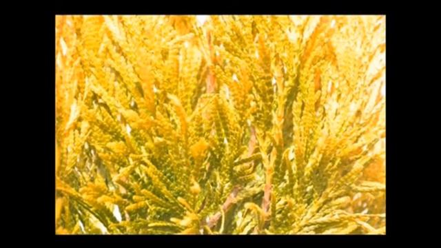 We Grow Forever Goldy® Arborvitae Thuja plicata '4EVER' смотреть онлайн