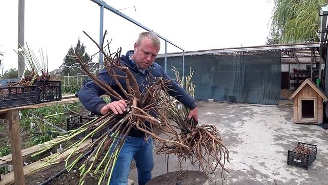 Деление ИТО-пиона Sonoma Welcome / Сад Ворошиловой