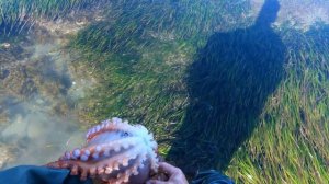 Поиски морепродуктов. Осьминоги и Трубач на берегу татарского пролива.