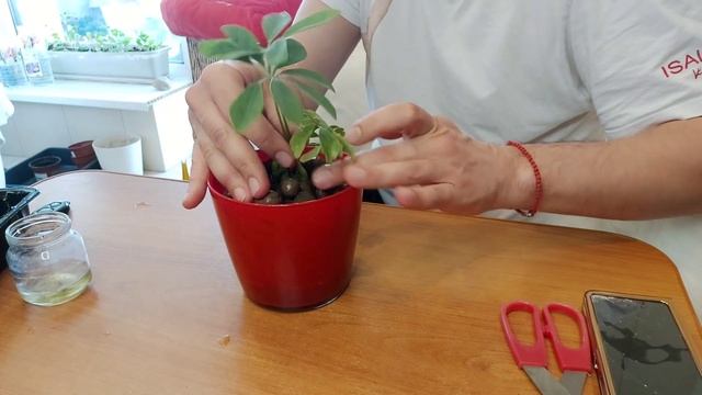 Черенкование Шеффлера на гидропонике смотреть онлайн