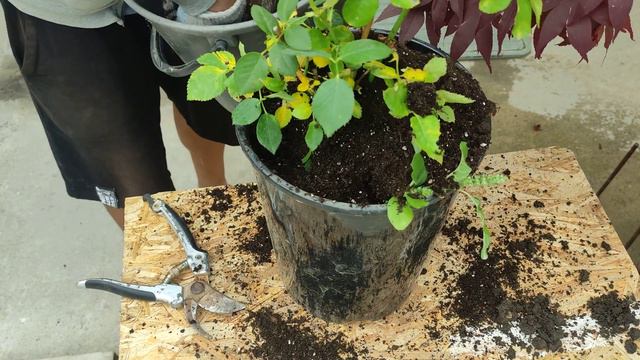 пересаживания розы в горшки :) смотреть онлайн