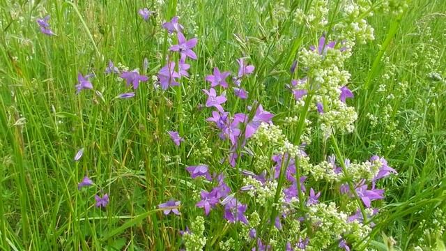 Голоса птиц. Колокольчики луговые. Крик сороки. Ветер. Июнь-2014 смотреть онлайн