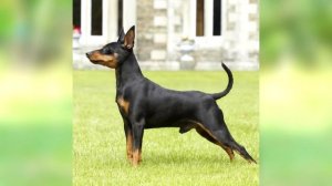 Цвергпинчер описание породы собаки! Карликовый пинчер!