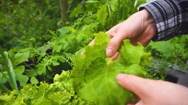 Slow Food trifft auf Fast Food: Unser veganer Burger mit fermentierten Zwiebelringen смотреть онлайн