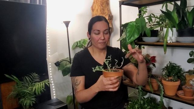 When To Use Terracotta | What Plant Goes Best With Terracotta смотреть онлайн