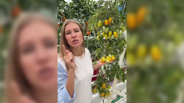 Обзор вкуснейших томатов с высокой урожайностью | Самые сладкие помидоры смотреть онлайн