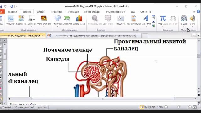 Выделительная Система смотреть онлайн