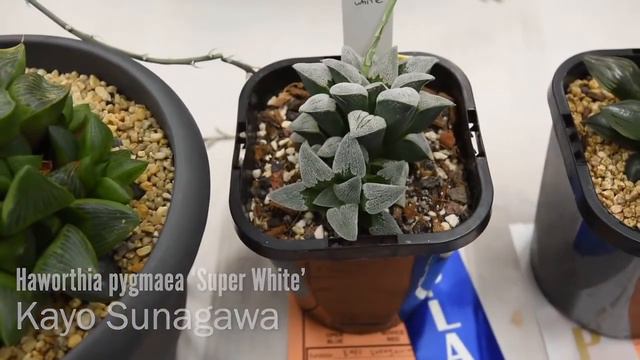 Succulents Identification: Haworthia Pygmaea Super White