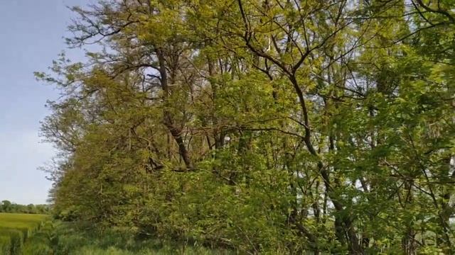 Когда же зацветет акация?