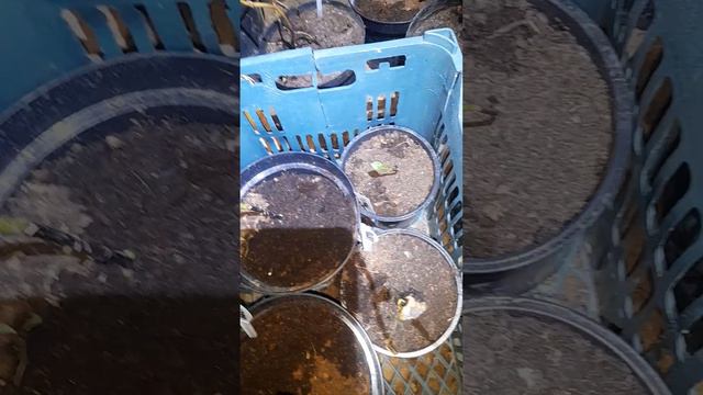 30декабря,Репортаж из подполья!!!! смотреть онлайн