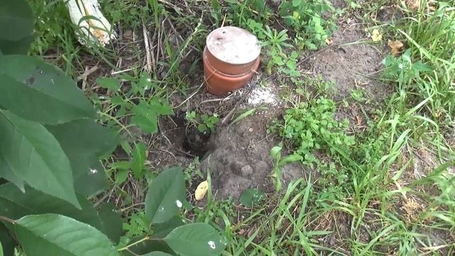 Норы в земле. Водяная крыса. Полынь. Часть 2. смотреть онлайн