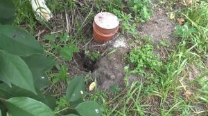 Норы в земле. Водяная крыса. Полынь. Часть 2.