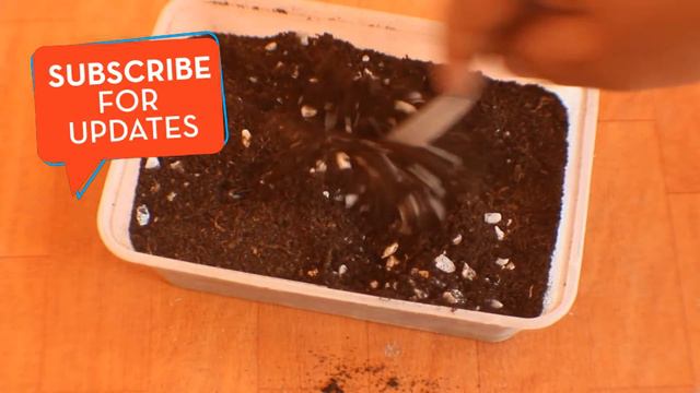 How to grow Plant Bulbs смотреть онлайн