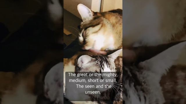 Kitty love ❤️ and Buddhist teaching on love смотреть онлайн