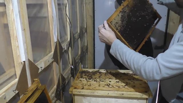 Пчеловодство Расплод в семье где подсажена Матка Карпатка смотреть онлайн