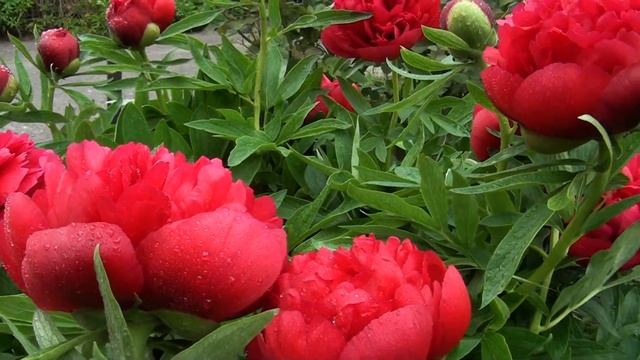 КРАСАВЦЫ ПИОНЫ ЦВЕТУТ! Граждане! Помогите набрать 400 подписчиков для открытия функции СООБЩЕСТВО! смотреть онлайн