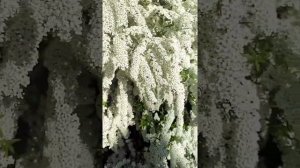 Спирея Грефшейм в цвету. Секреты обильного цветения.