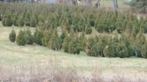 Arborvita Steeplechase for Buyers in Planting a screen