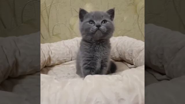 британский голубой кот №5 от 13.01.2020 с питомника Мирасинель смотреть онлайн