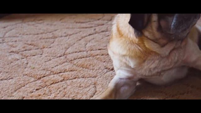 Мой самый любимый мопс в мире. Моя мопсяра. смотреть онлайн