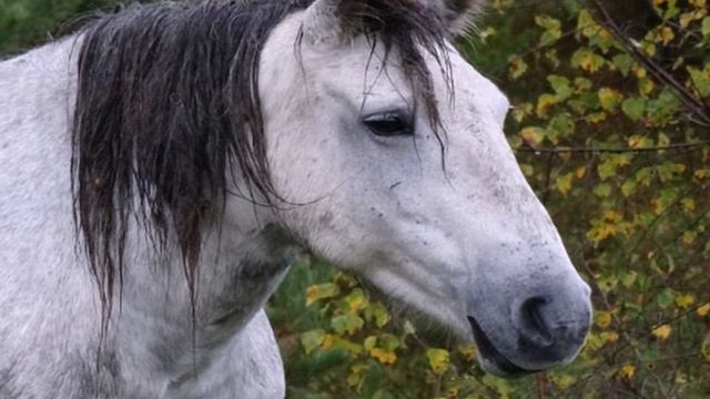 Кони Горного Алтая.The Altai horses.Die Altaipferde. смотреть онлайн