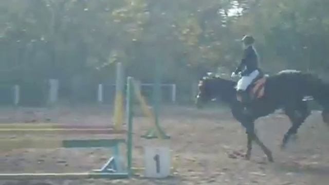 Мерин украинской верховой породы 2009 г.р. (Герда-Империал). 2,5 г. Конкур смотреть онлайн