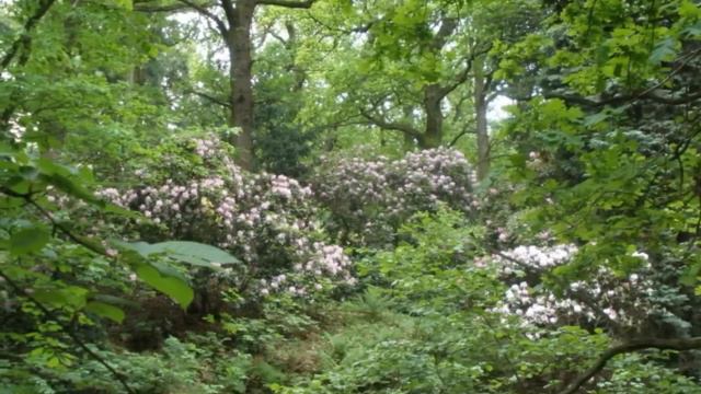 Průhonický park смотреть онлайн