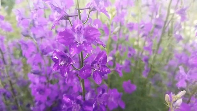 Цветущий дельфиниум смотреть онлайн