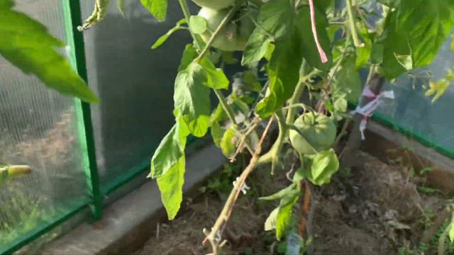 Обзор посадок на дачном участке.🌳🫑🌶🍅🌳 смотреть онлайн
