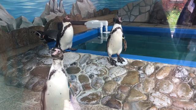 Самые редкие животные мира Любопытный пингвин смотреть онлайн