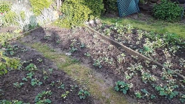 Наша дача в Германии. Прохладная и дождливая весна 2021го года. Каменц (Kamenz). Саксония (Sachsen) смотреть онлайн