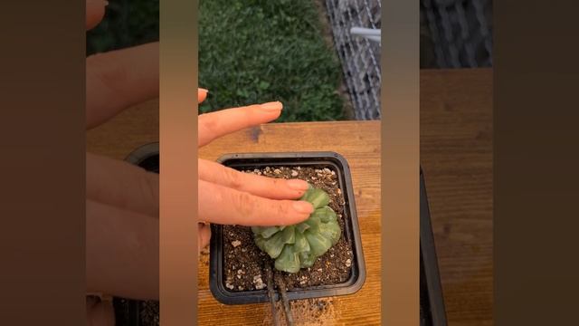 Эхеверия Топси Турви. Как сажать суккуленты.ECHEVERIA TOPSY TURVY смотреть онлайн