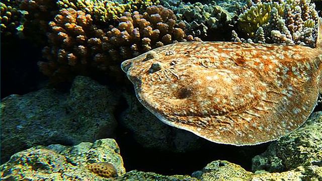 Морские скаты Василия Климова смотреть онлайн