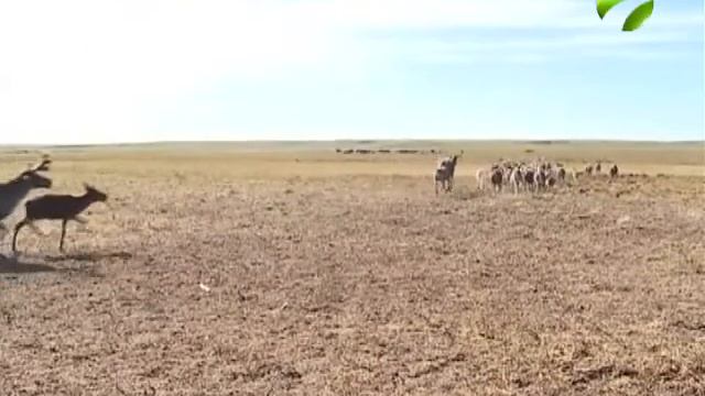 На Ямале в этом году вакцинируют от сибирской язвы 400 тысяч оленей смотреть онлайн