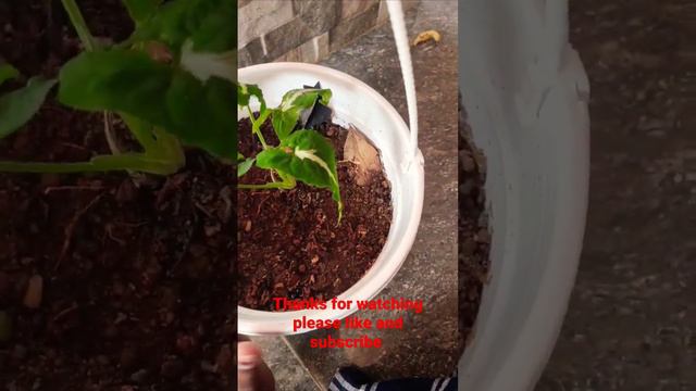 # new stem Syngonium wendlandii repotting# смотреть онлайн