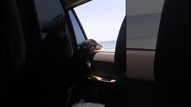 Собака в машине смотреть онлайн