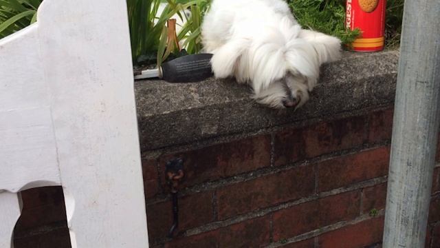 Перед смертью дедушка накупил 2-летней соседке подарков на каждое Рождество – до 14 лет смотреть онлайн