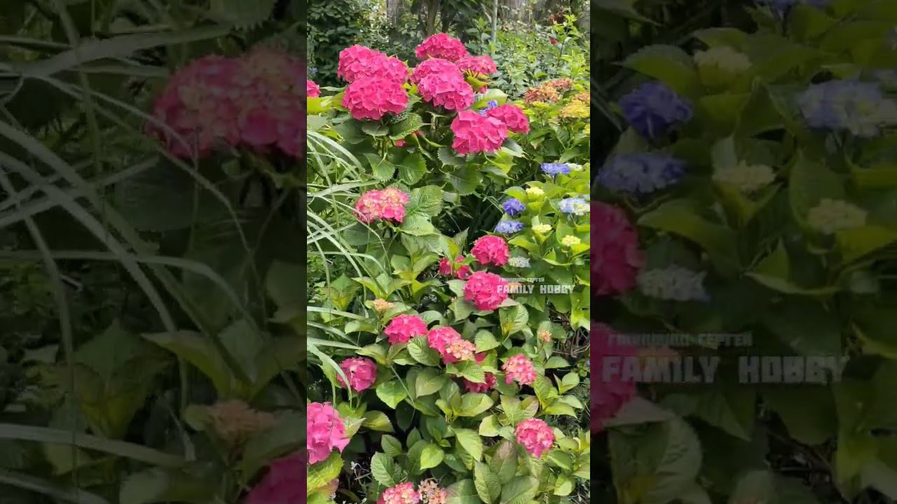 10 июля в нашем саду #гортензиякрупнолистная # смотреть онлайн